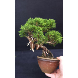 Juniperus Itoigawa