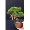 Juniperus Itoigawa