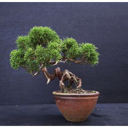 Juniperus Itoigawa