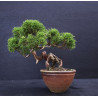 Juniperus Itoigawa