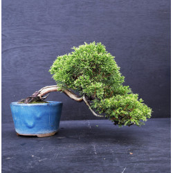 Juniperus chinensis Kishu