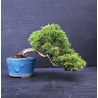 Juniperus chinensis Kishu