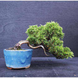 Juniperus chinensis Kishu