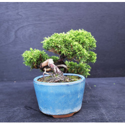 Juniperus chinensis Kishu