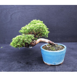 Juniperus chinensis Kishu