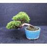 Juniperus chinensis Kishu