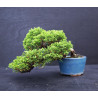 Juniperus chinensis Kishu