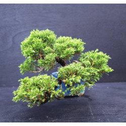 Juniperus chinensis Kishu