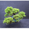 Juniperus chinensis Kishu