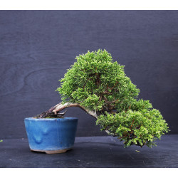 Juniperus chinensis Kishu