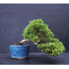 Juniperus chinensis Kishu