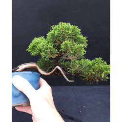 Juniperus chinensis Kishu