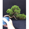 Juniperus chinensis Kishu