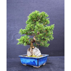 Juniperus chinensis Kishu sur roche