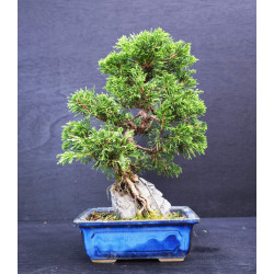 Juniperus chinensis Kishu...