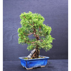 Juniperus chinensis Kishu sur roche