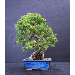 Juniperus chinensis Kishu sur roche