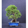 Juniperus chinensis Kishu sur roche