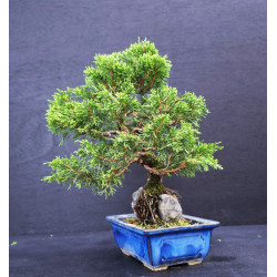 Juniperus chinensis Kishu sur roche