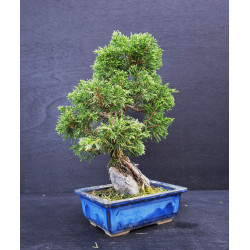 Juniperus chinensis Kishu sur roche