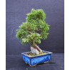 Juniperus chinensis Kishu sur roche