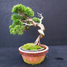 Juniperus Itoigawa