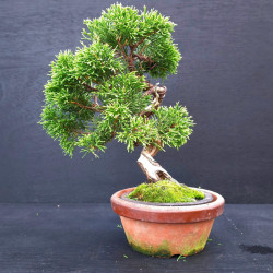 Juniperus Itoigawa