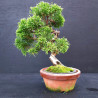 Juniperus Itoigawa