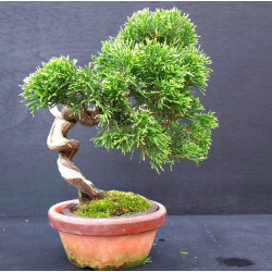 Juniperus Itoigawa