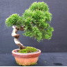 Juniperus Itoigawa