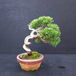 Juniperus Itoigawa