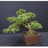 Bonsai Azalée - Satsuki Hana maiko