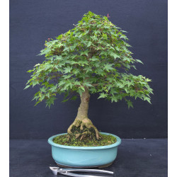 Acer palmatum Kikuhime - Erable du Japon