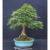 Acer palmatum Kikuhime - Erable du Japon