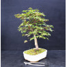 Acer palmatum Chishio - Erable du Japon