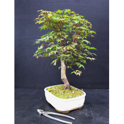 Acer palmatum Chishio - Erable du Japon