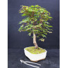 Acer palmatum Chishio - Erable du Japon