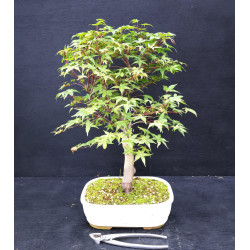 Acer palmatum Chishio - Erable du Japon