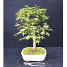 Acer palmatum Chishio - Erable du Japon