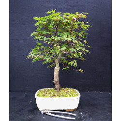 Acer palmatum Chishio -...