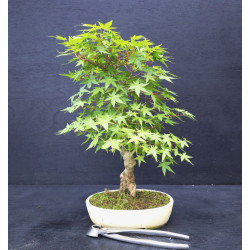 Acer palmatum - Erable du...