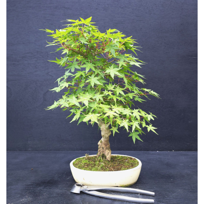 Acer palmatum - Erable du Japon