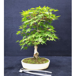 Acer palmatum - Erable du Japon