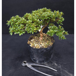 Bonsai Azalée - Satsuki Chikuho