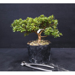 Bonsai Azalée - Satsuki Chikuho