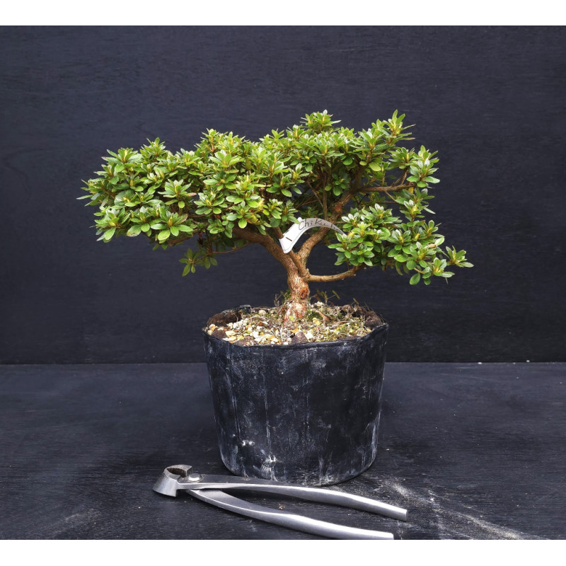 Bonsai Azalée - Satsuki Chikuho