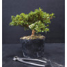 Bonsai Azalée - Satsuki Chikuho