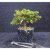 Bonsai Azalée - Satsuki Chikuho