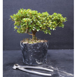 Bonsai Azalée - Satsuki Chikuho