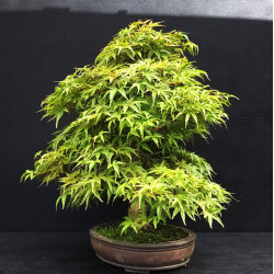 Acer palmatum Seigen - Erable du Japon